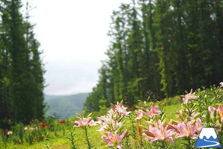 北海道最大級、213万輪のゆりの花！『オーンズ春香山ゆり園』